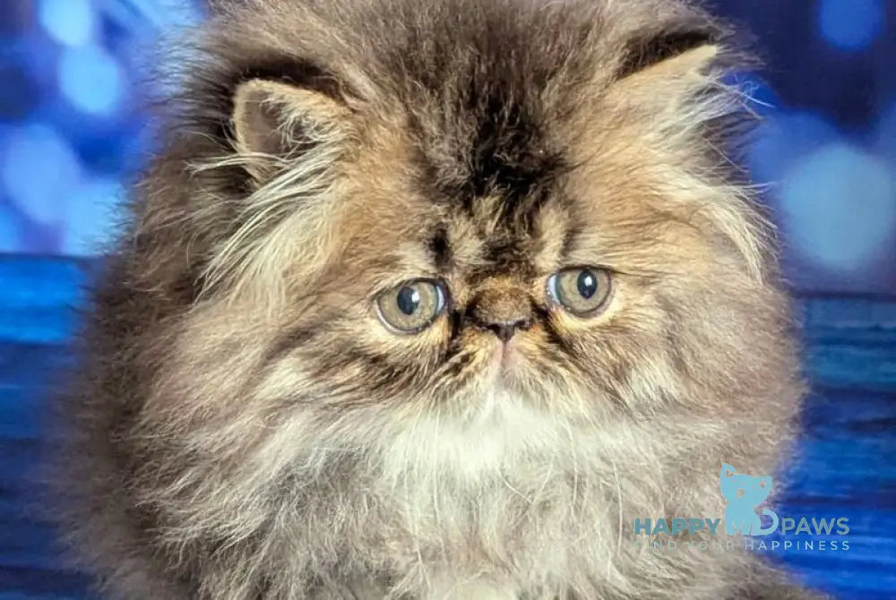 Vesta Persian female black tortie tabby live animals