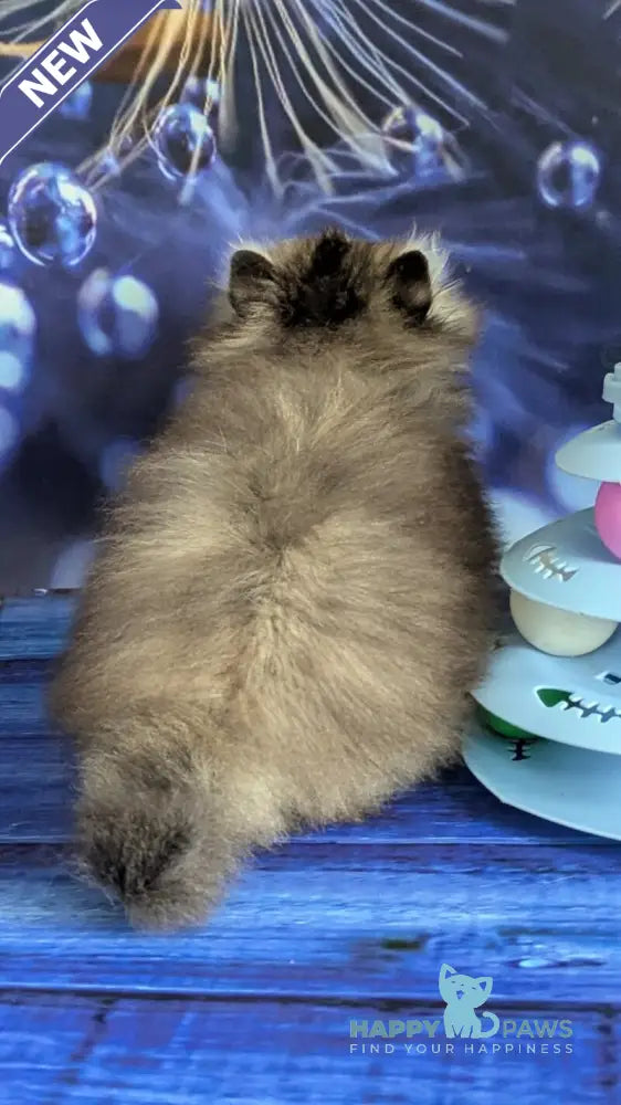 Vesta Persian female black tortie tabby live animals