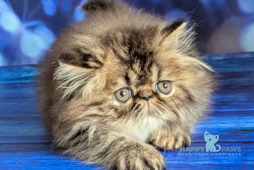 Vesta Persian female black tortie tabby live animals