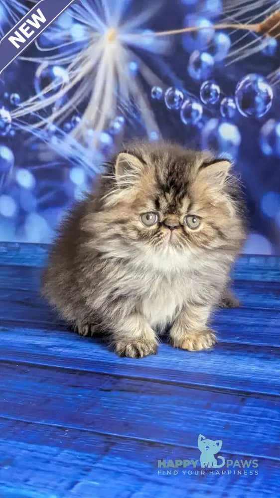 Vesta Persian female black tortie tabby live animals