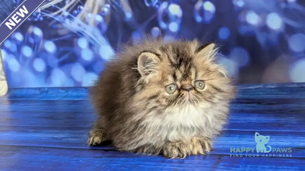 Vesta Persian female black tortie tabby live animals
