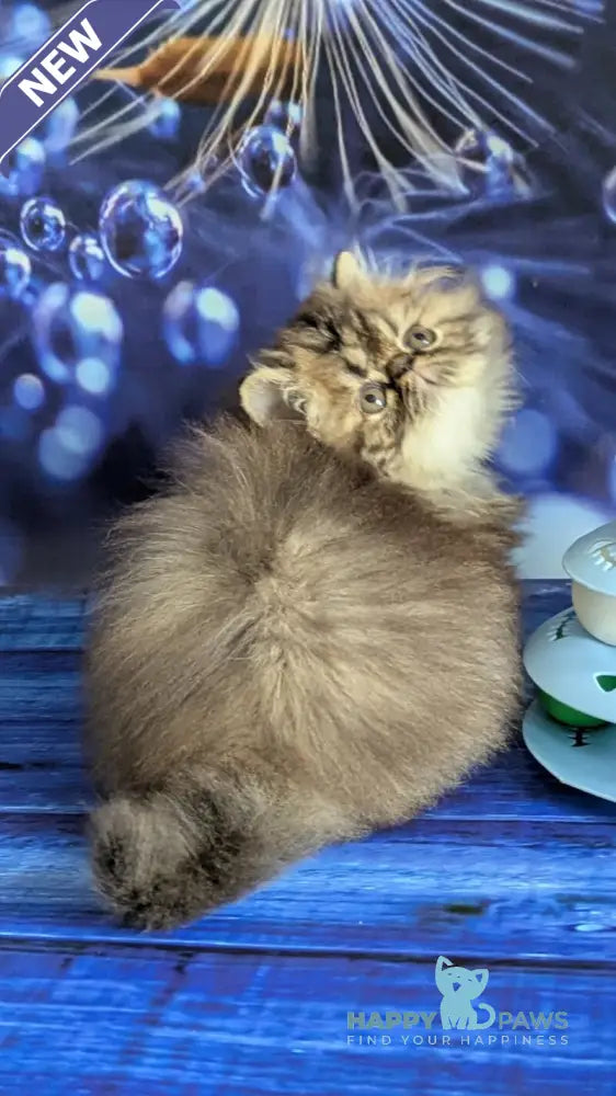 Vesta Persian female black tortie tabby live animals