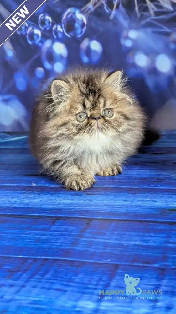 Vesta Persian female black tortie tabby live animals