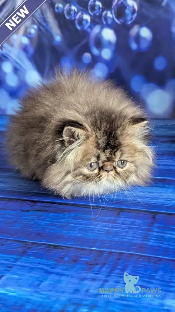 Vesta Persian female black tortie tabby live animals