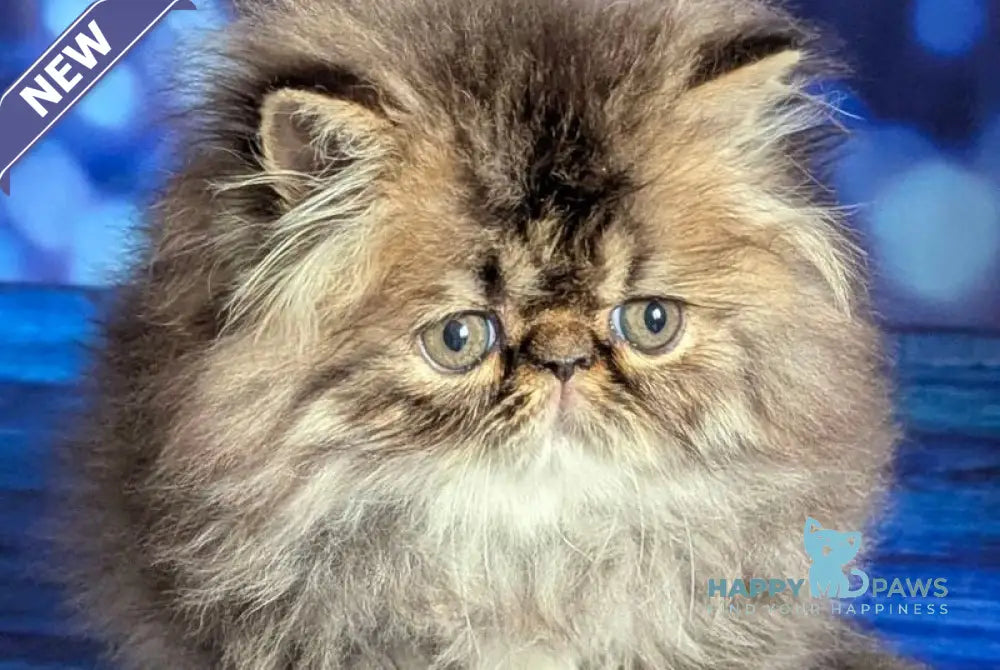 Vesta Persian female black tortie tabby live animals