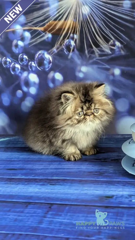 Vesta Persian female black tortie tabby live animals