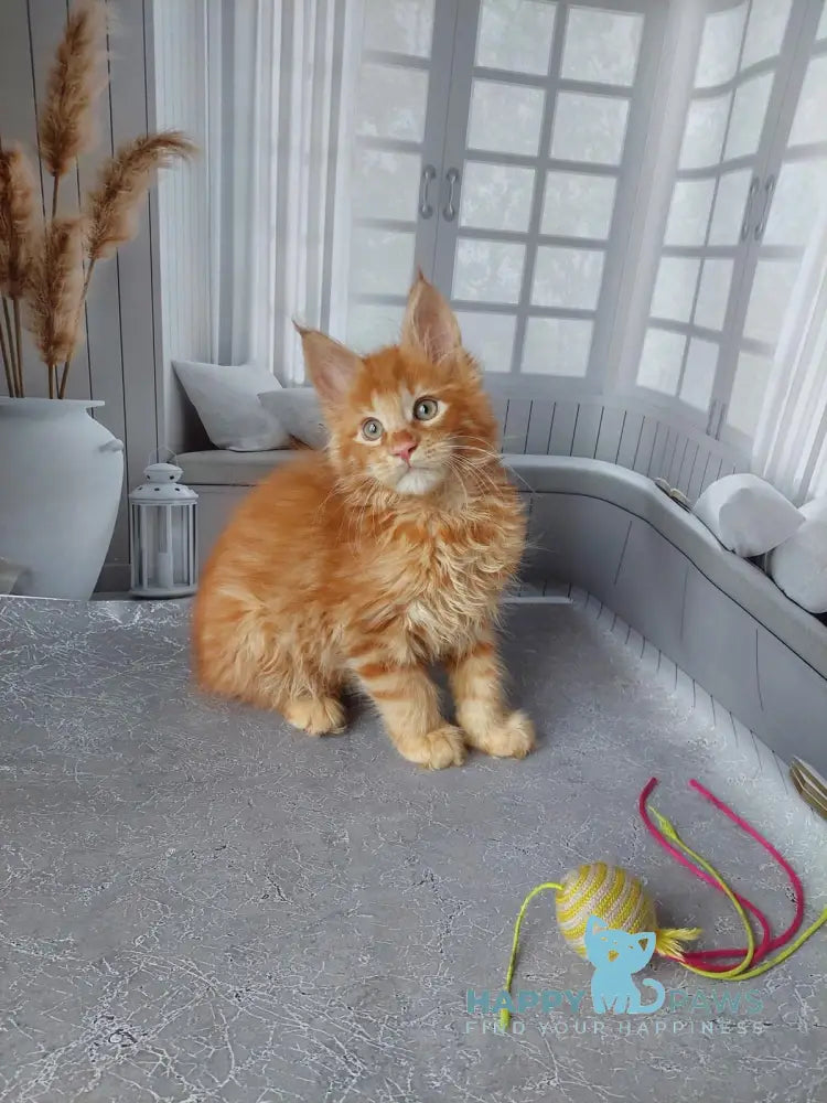 Veter Maine Coon male red live animals