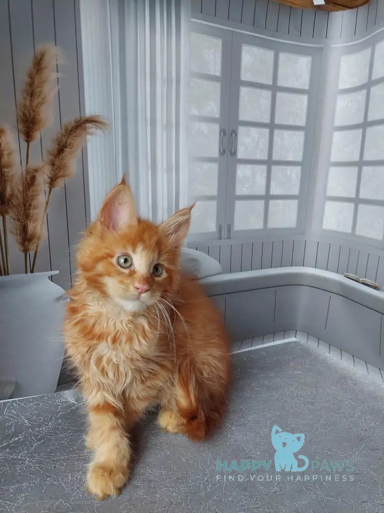 Veter Maine Coon male red live animals