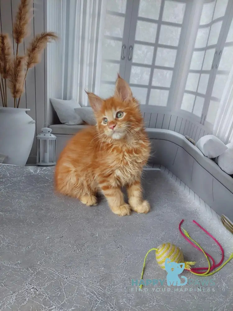 Veter Maine Coon male red live animals