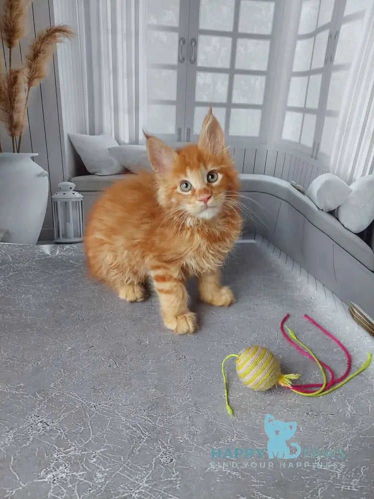 Veter Maine Coon male red live animals