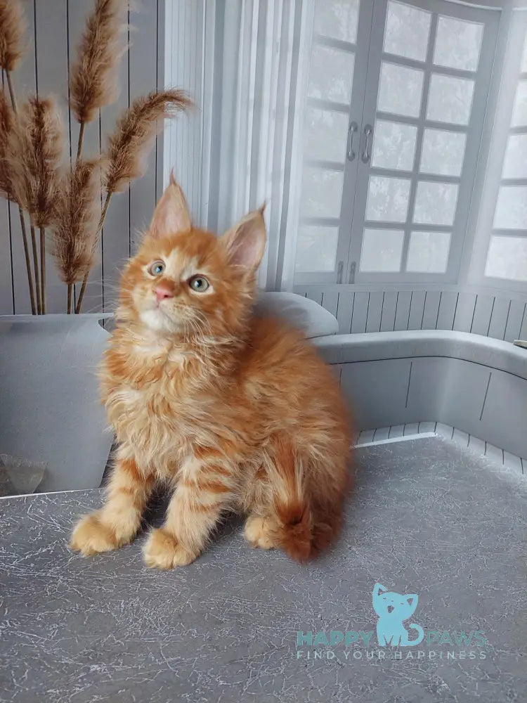 Veter Maine Coon male red live animals