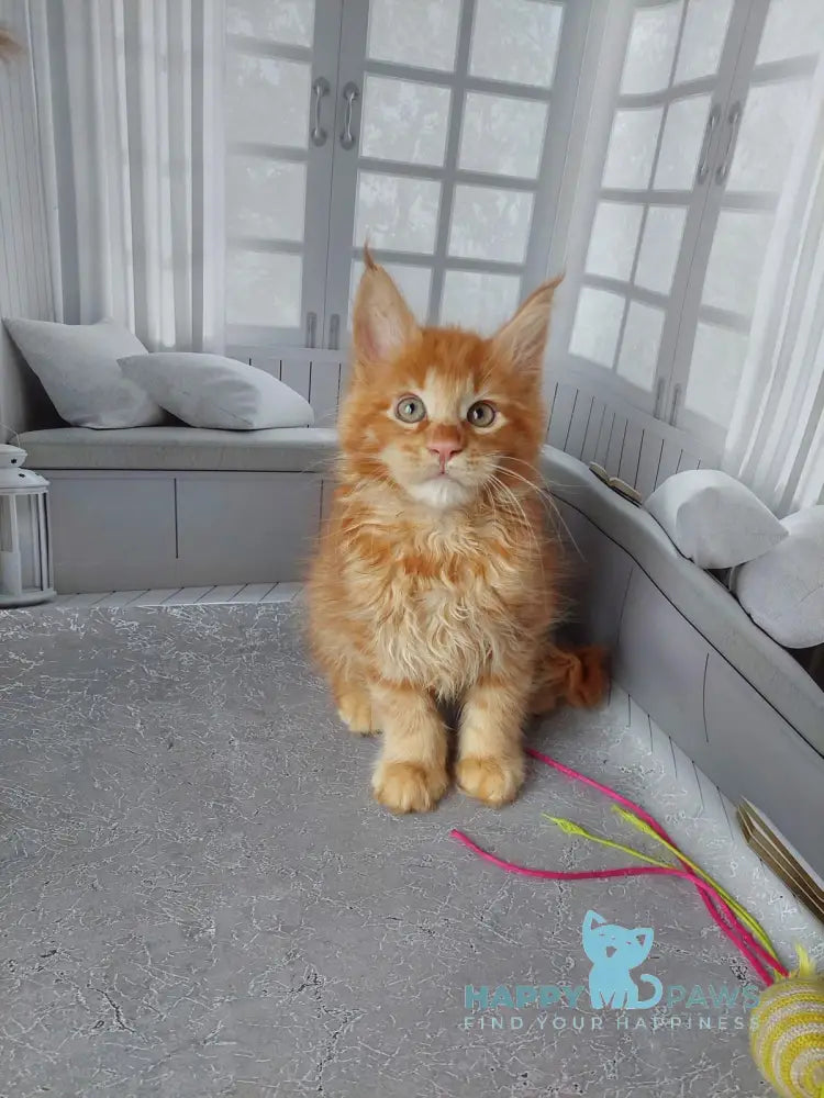 Veter Maine Coon male red live animals