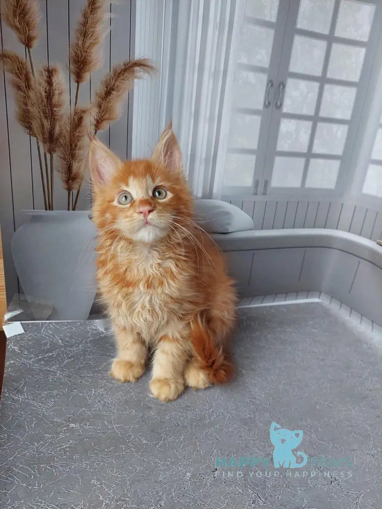 Veter Maine Coon male red live animals