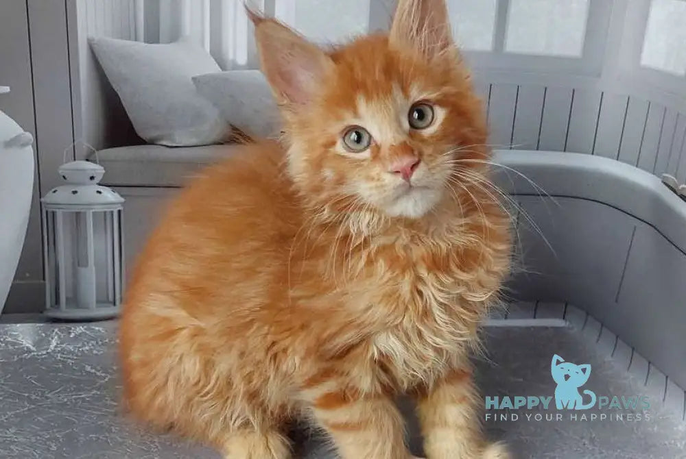 Veter Maine Coon male red live animals