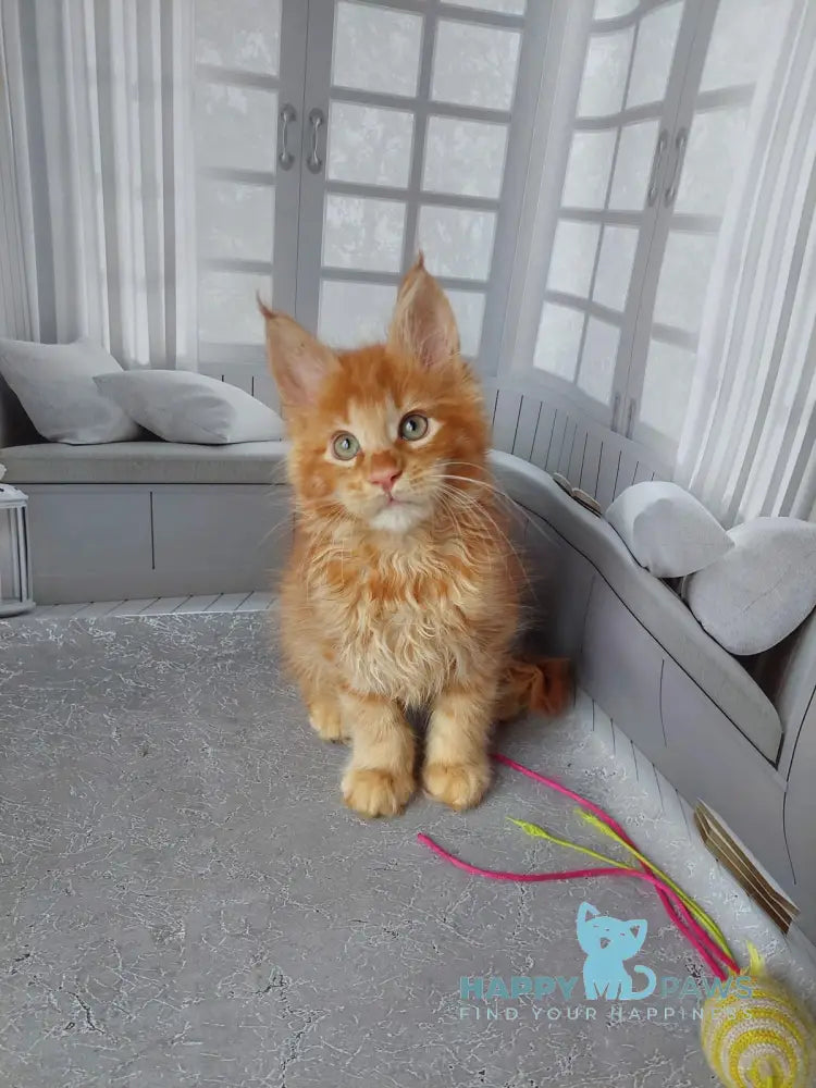 Veter Maine Coon male red live animals