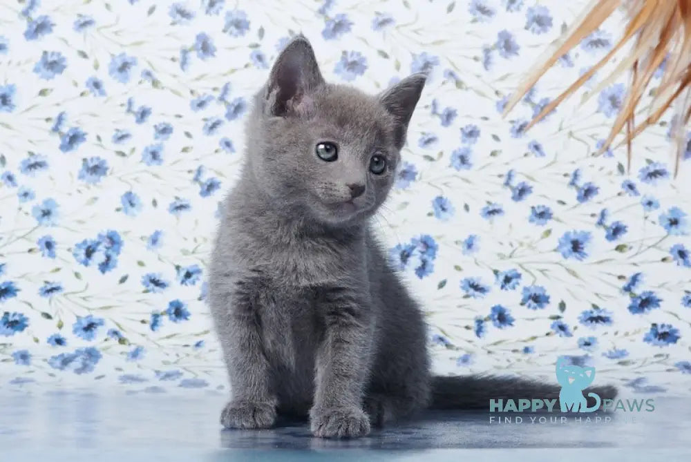 Veter Russian Blue male blue live animals
