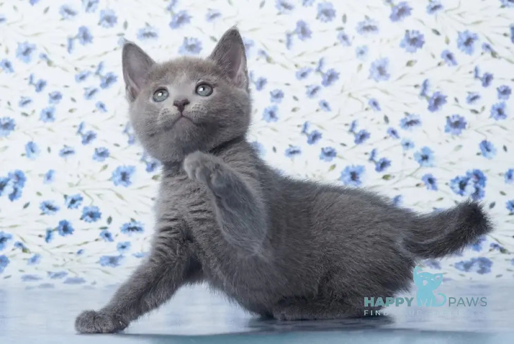 Veter Russian Blue male blue live animals