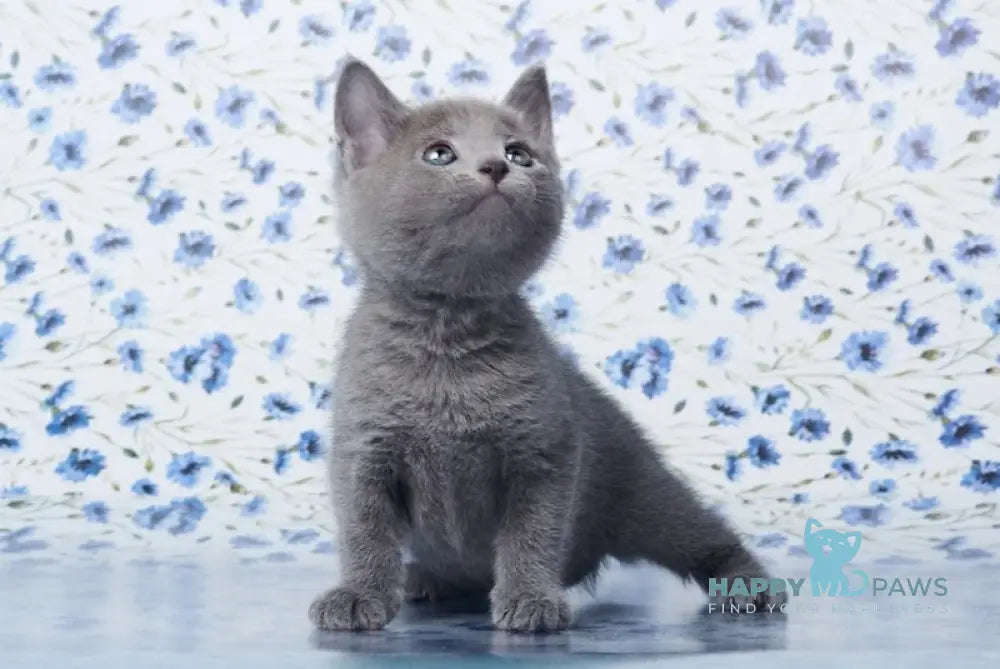 Veter Russian Blue male blue live animals