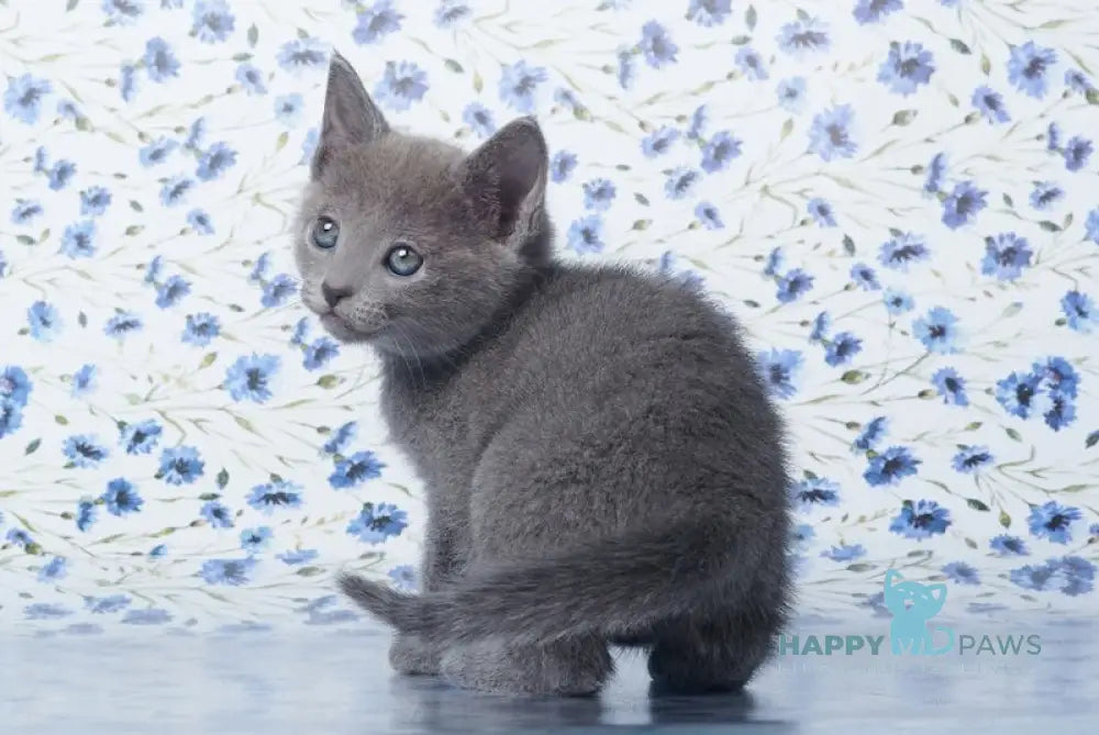 Veter Russian Blue male blue live animals