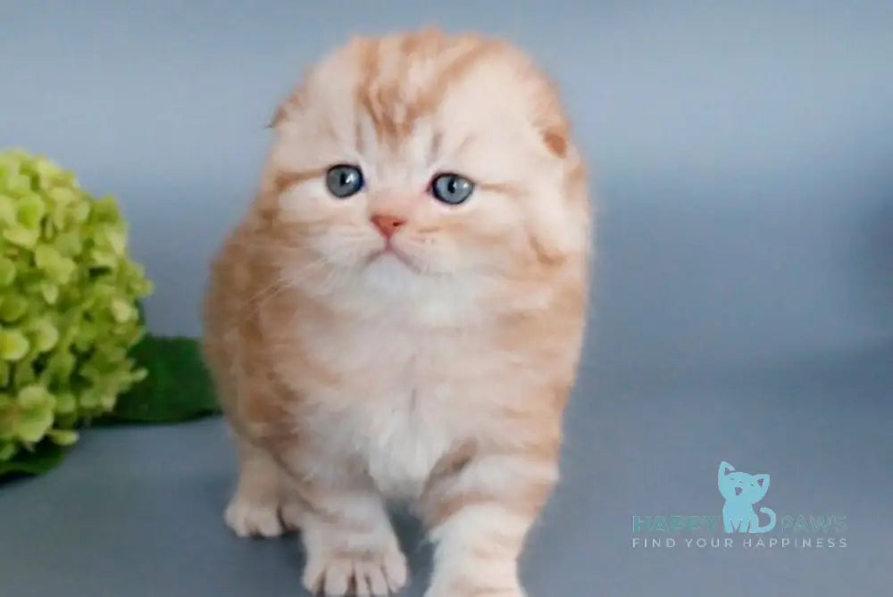 Veter Scottish Fold male cinnamon silver tabby live animals