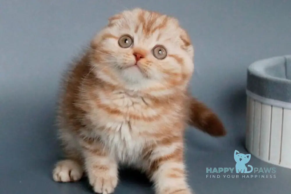 Veter Scottish Fold male cinnamon silver tabby live animals