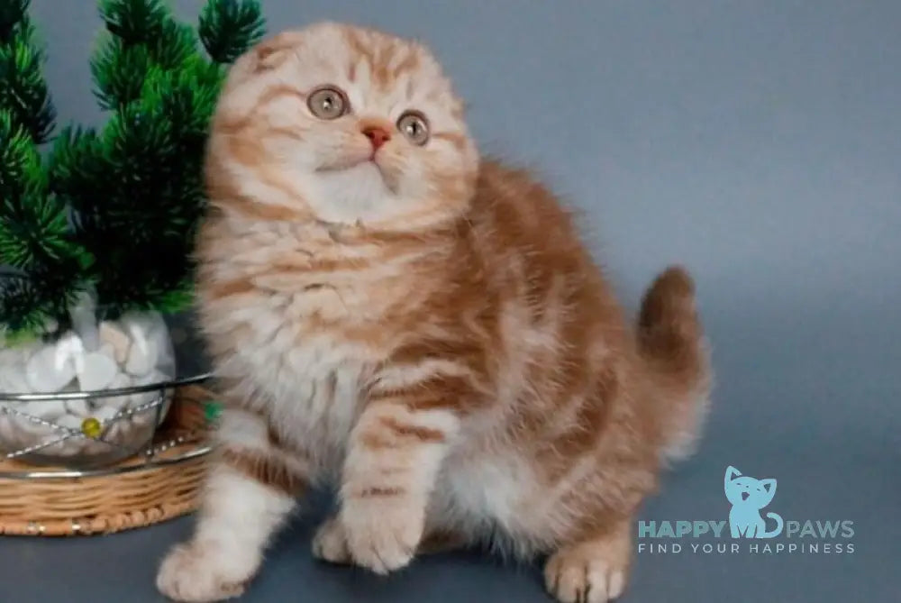 Veter Scottish Fold male cinnamon silver tabby live animals