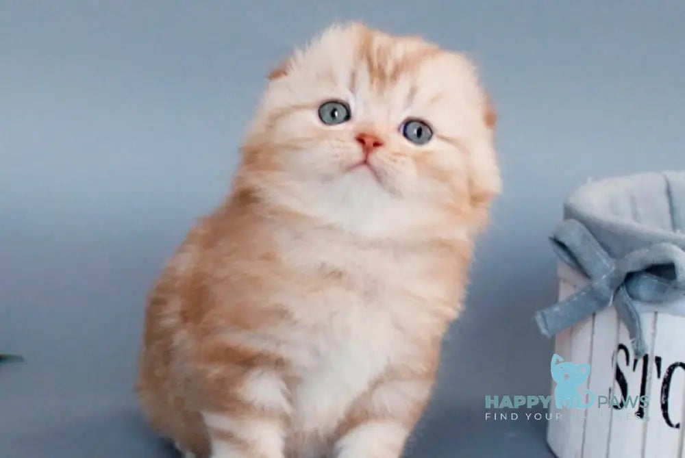 Veter Scottish Fold male cinnamon silver tabby live animals