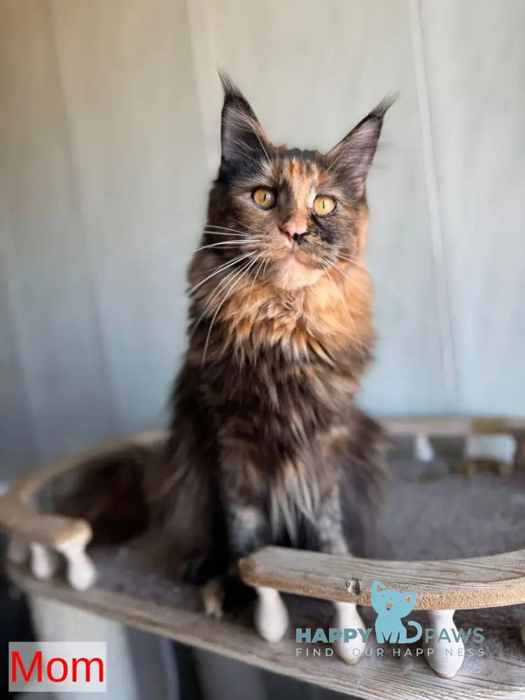 Veyla Maine Coon female blue tortie silver live animals