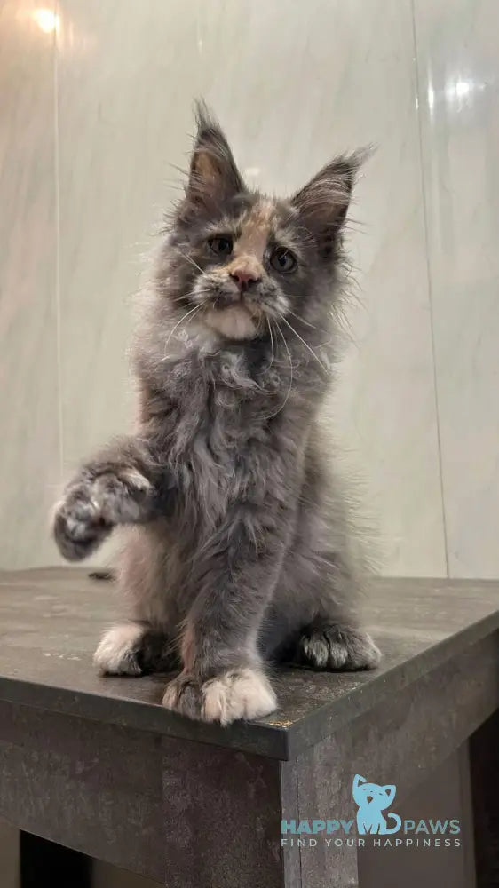 Veyla Maine Coon female blue tortie silver live animals