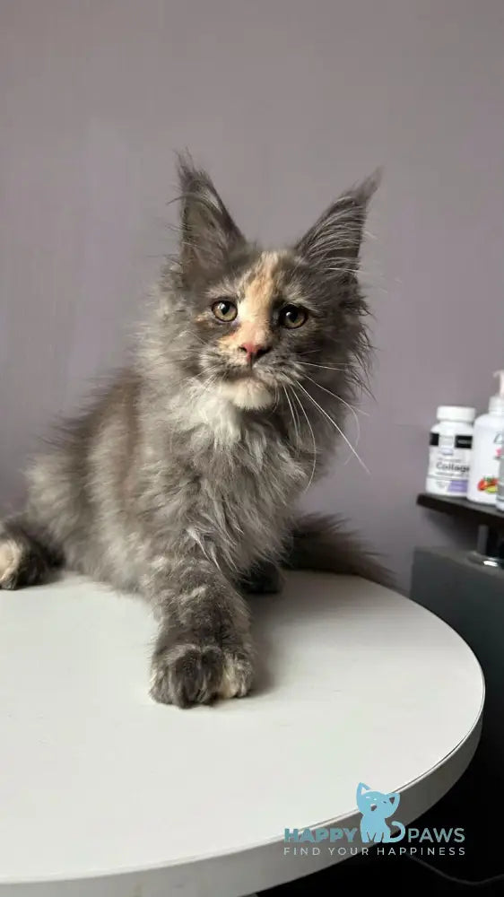 Veyla Maine Coon female blue tortie silver live animals