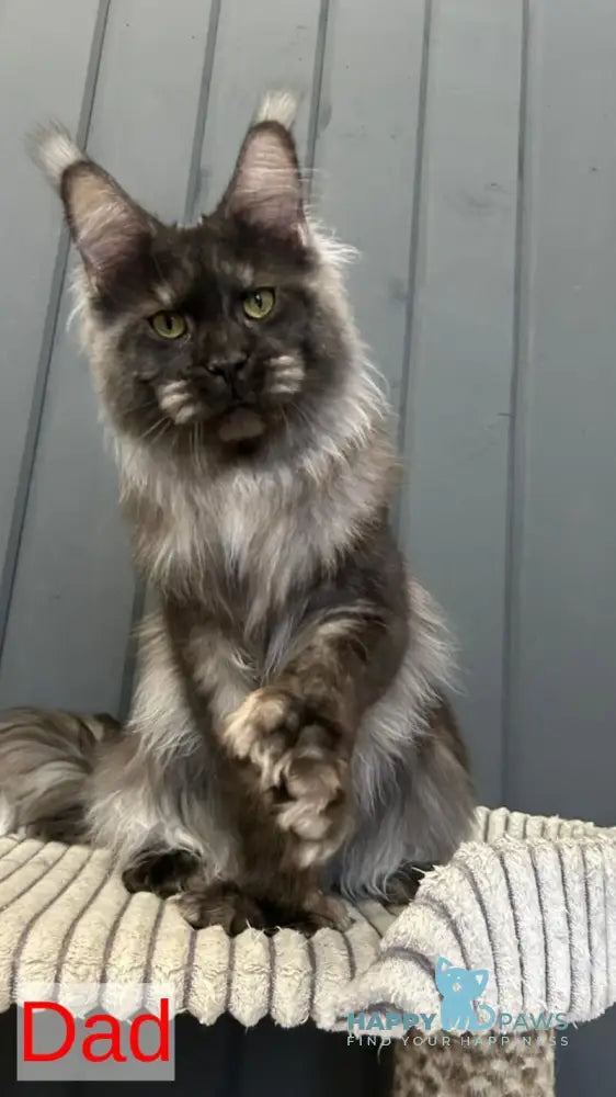 Veyla Maine Coon female blue tortie silver live animals
