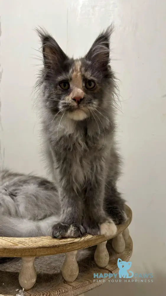 Veyla Maine Coon female blue tortie silver live animals