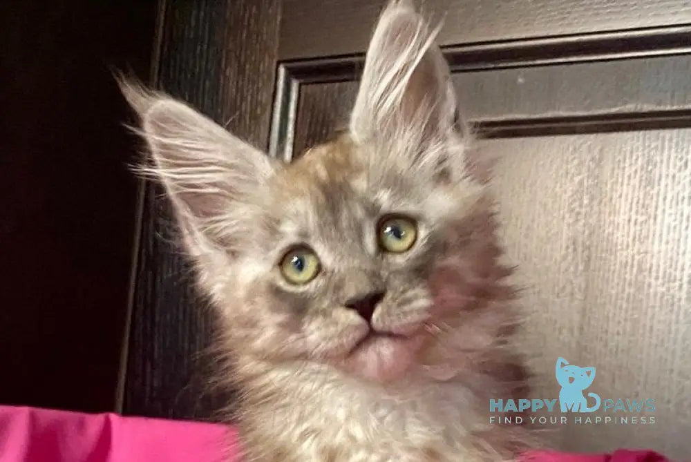 Via Virginia Maine Coon female black silver live animals