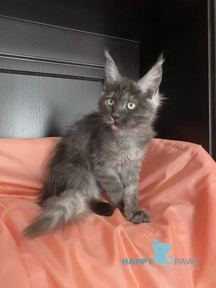 Via Virginia Maine Coon female black silver live animals