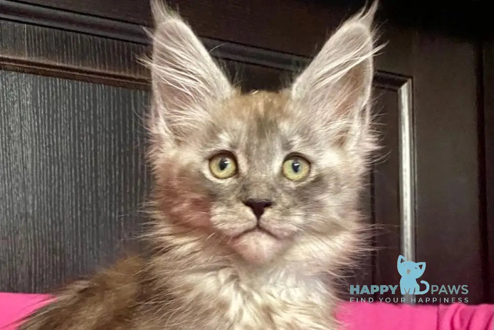 Via Virginia Maine Coon female black silver live animals