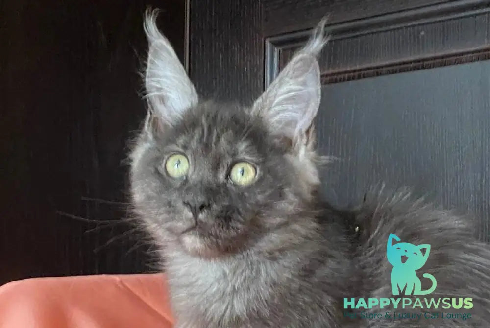 Via Virginia Maine Coon female black silver live animals