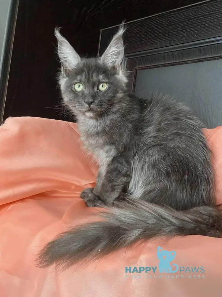 Via Virginia Maine Coon female black silver live animals