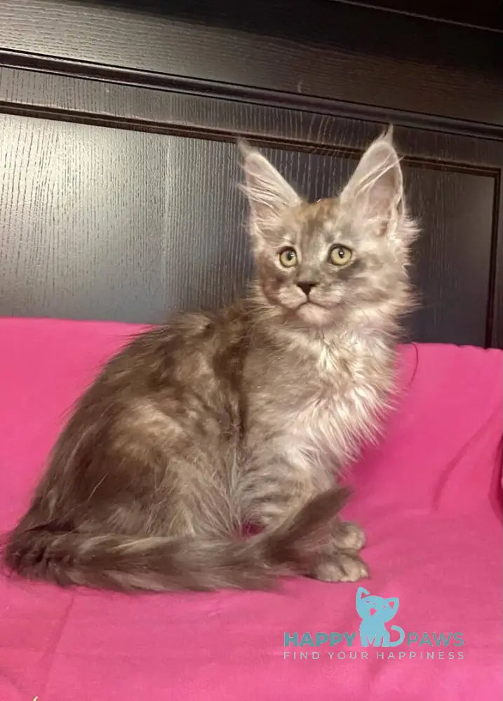 Via Virginia Maine Coon female black silver live animals