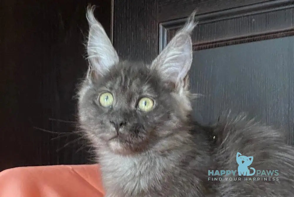 Via Virginia Maine Coon female black silver live animals