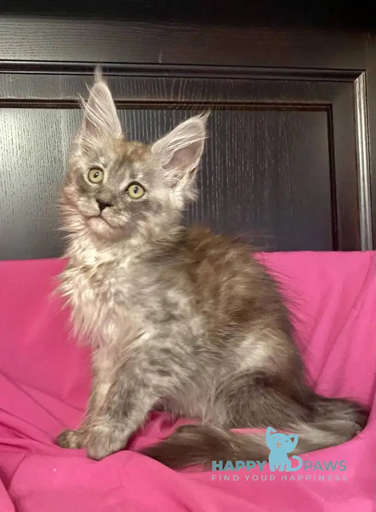 Via Virginia Maine Coon female black silver live animals