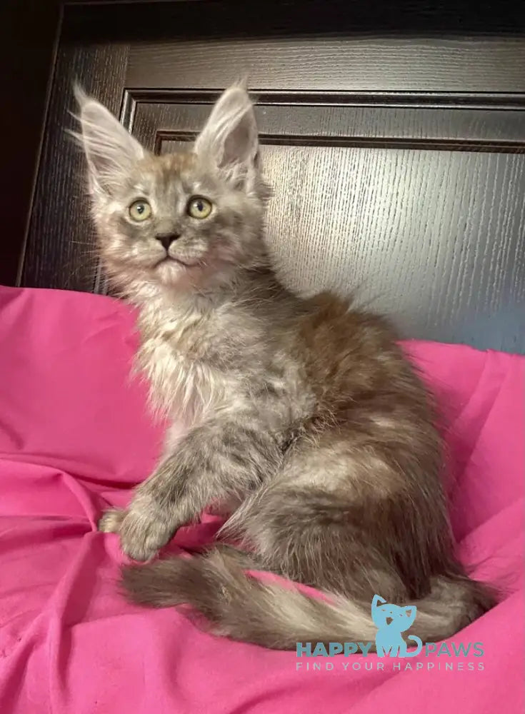 Via Virginia Maine Coon female black silver live animals