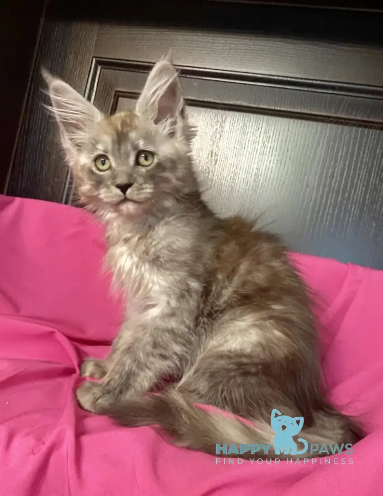 Via Virginia Maine Coon female black silver live animals