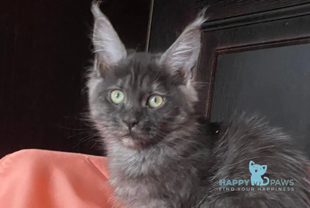 Via Virginia Maine Coon female black silver live animals
