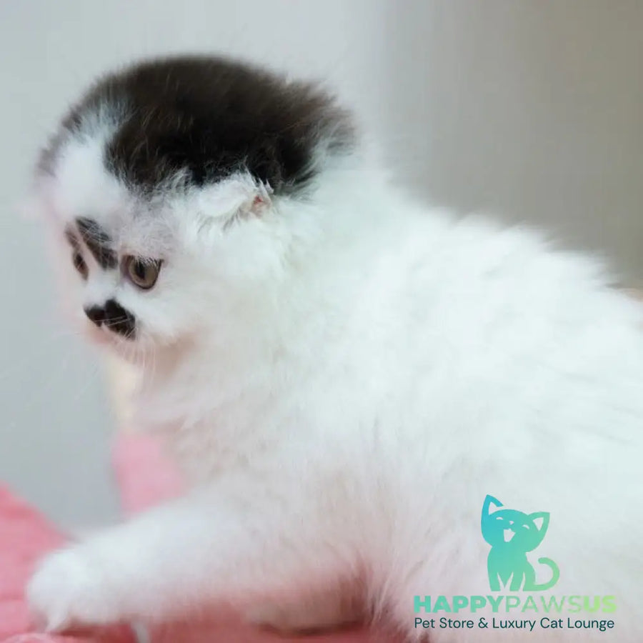 Vibe Scottish Fold male black harlequin - live animals