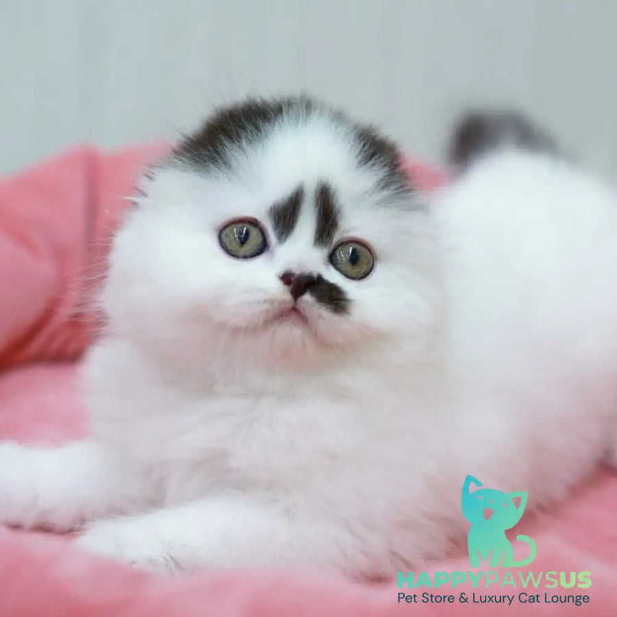 Vibe Scottish Fold male black harlequin - live animals