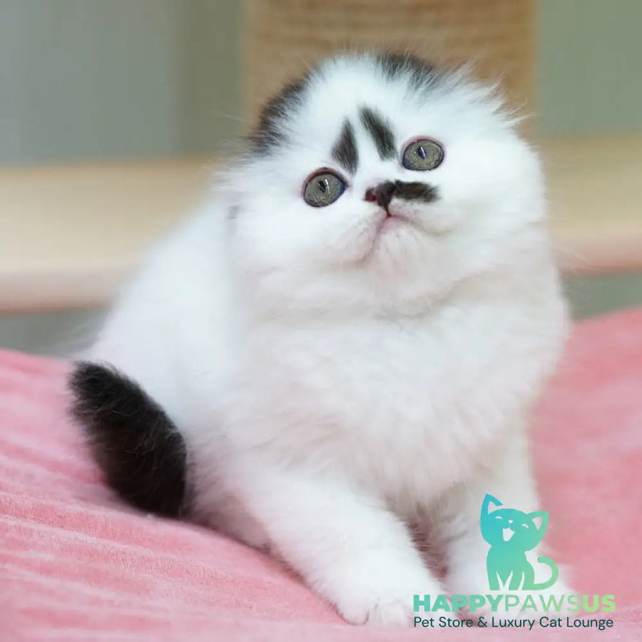 Vibe Scottish Fold male black harlequin - live animals
