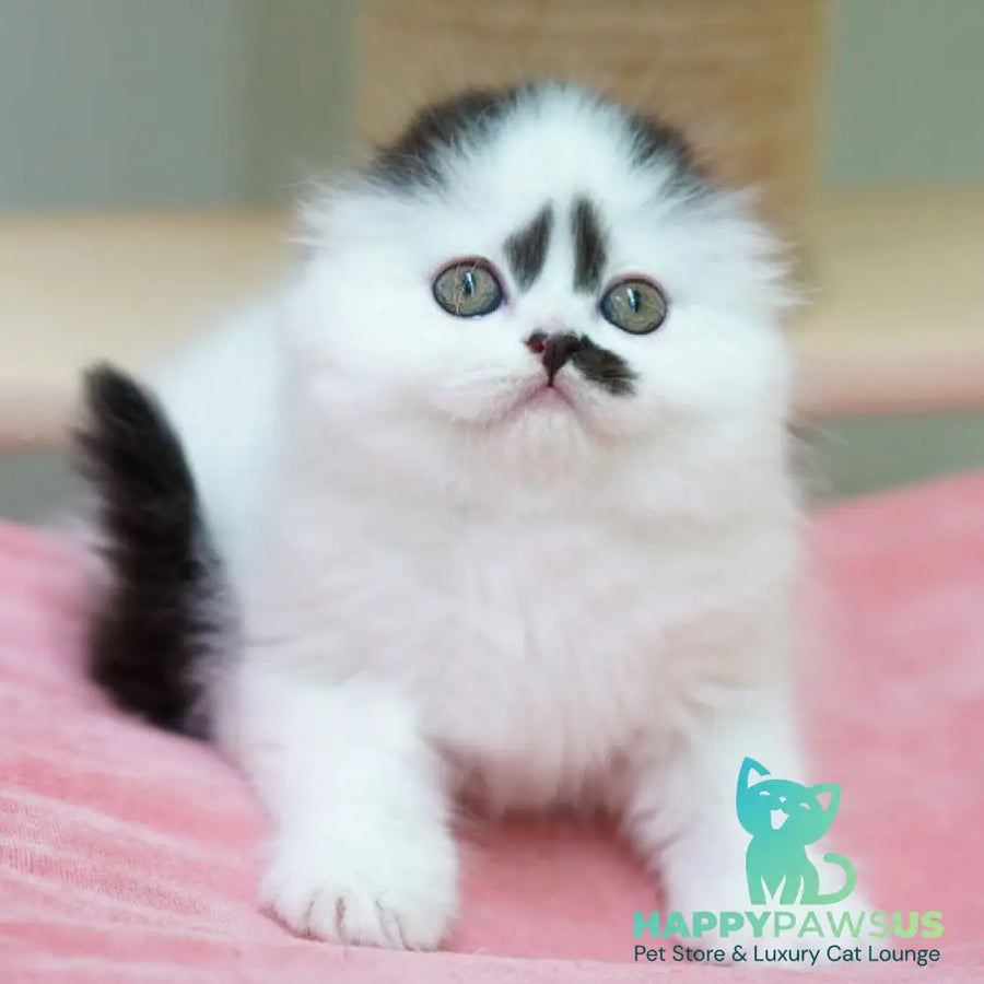 Vibe Scottish Fold male black harlequin - live animals