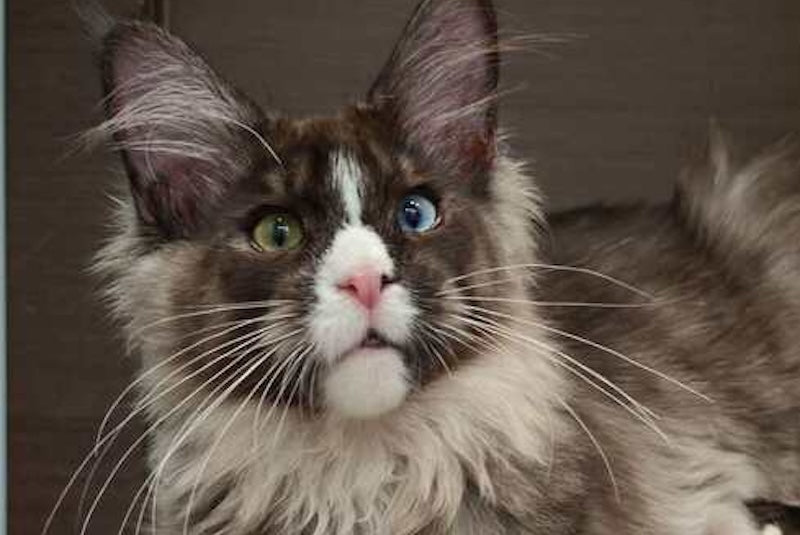 Polina Maine Coon polydactyl female, black smoke with white