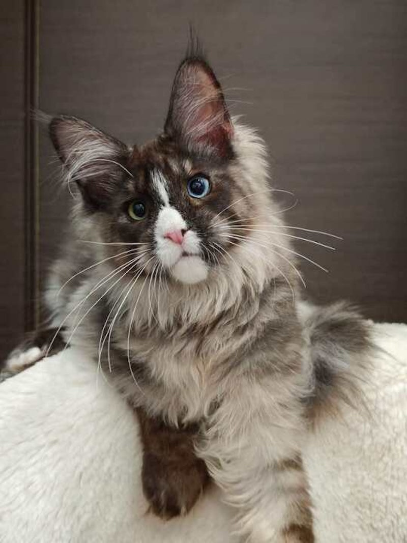 Polina Maine Coon polydactyl female, black smoke with white