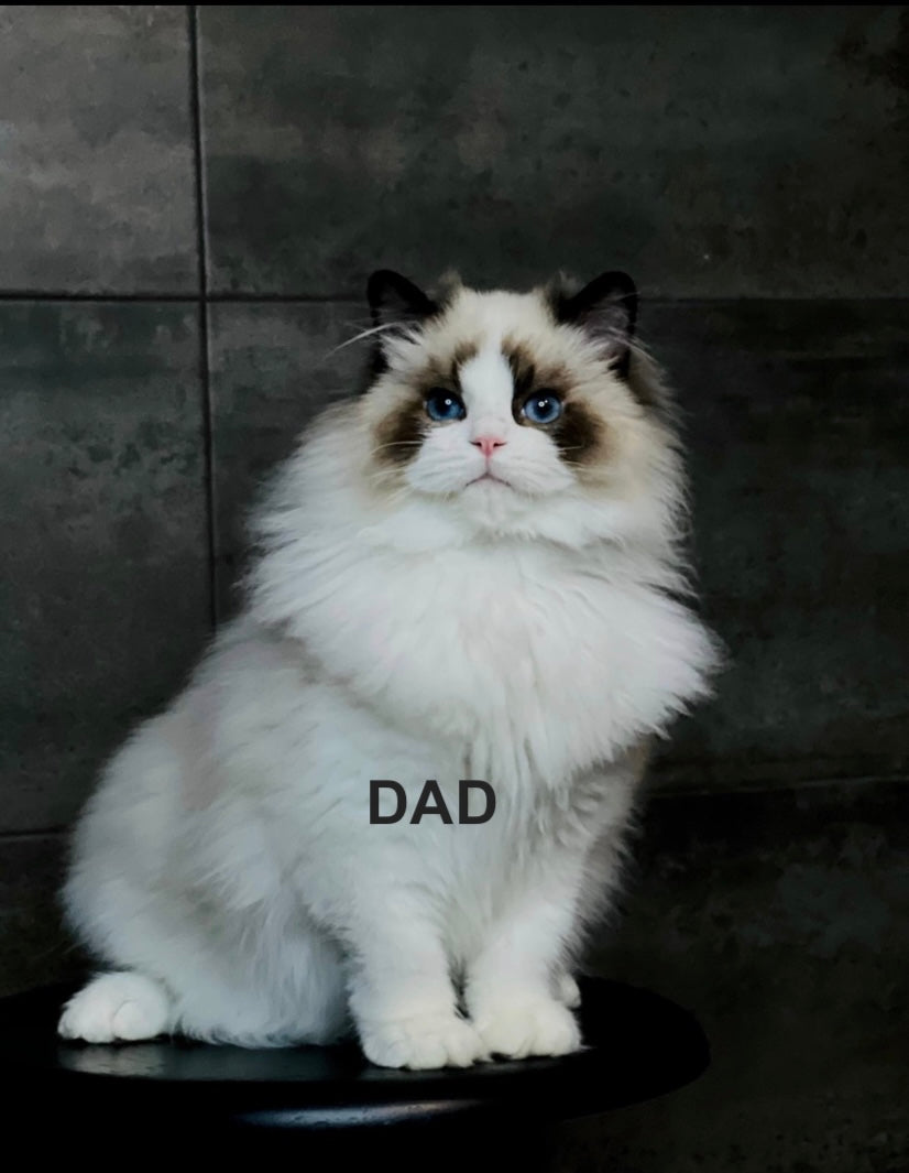 Moon Ragdoll male, black bicolour